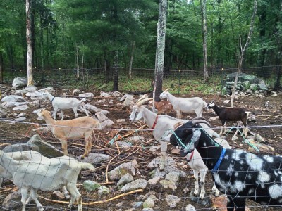goats Herd of Hope