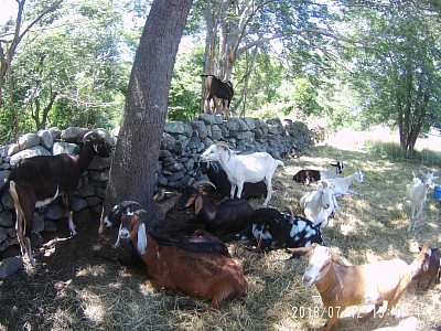 goats taking a break after clearing a stone wall