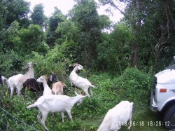 Goatscaping, goats clearing brush day 1 at the EPA in Narragansett, RI