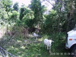 Goats goatscaping at the EPA in Narragansett, RI day 2