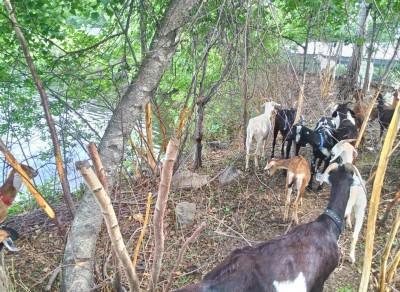 goats, Goatscaping, clearing heavy brush poison ivy