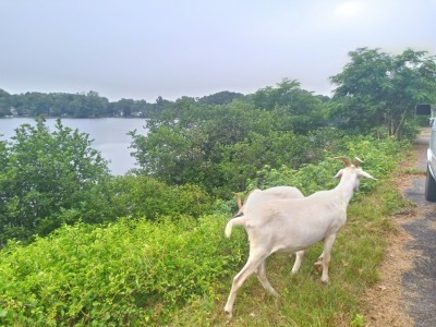 Goatscaping, goats clearing a dam