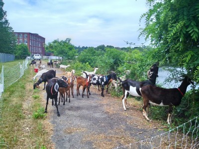 Goats, Goatscaping at Harris pond dam in Woonsocket, RI