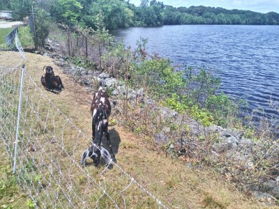 brush cleared by goats in woonsocket RI 