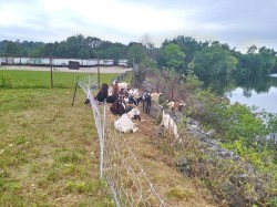 goats ruminating while clearing brush