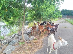 goats eating honey locusts on the dam
