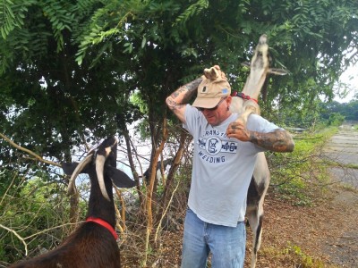 goats will use any means to reach the higher branches 