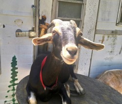 Rayvon, goatscaper, goat team 1