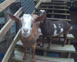 Liberty and Holly, goat team 1, Public Relations and supervisors 