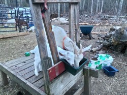 mama goat sharing not even her kid