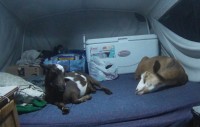 Holly (left) and Liberty (right) napping in the pop-up camper on location goatscaping