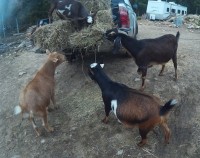 Clockwise from the top, Holly, Laurel, Ginger and Roger 3 rescues and a goatscaping retiree (Laurel)