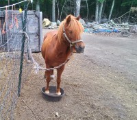 This is Red, patiently standing in his food bowl waiting for it to be filled, Red does not goatscape but he does love goats!